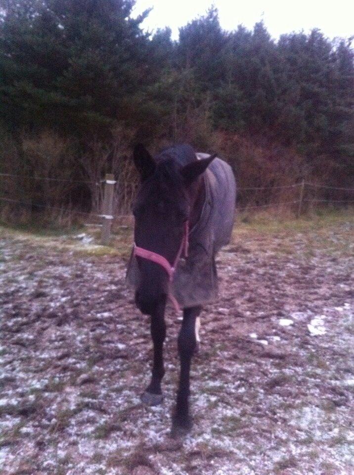 Dansk Varmblod Faabækgaards Truely Devinded [himmelhest] billede 16