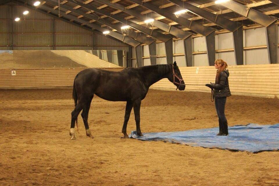 Dansk Varmblod Faabækgaards Truely Devinded [himmelhest] billede 18