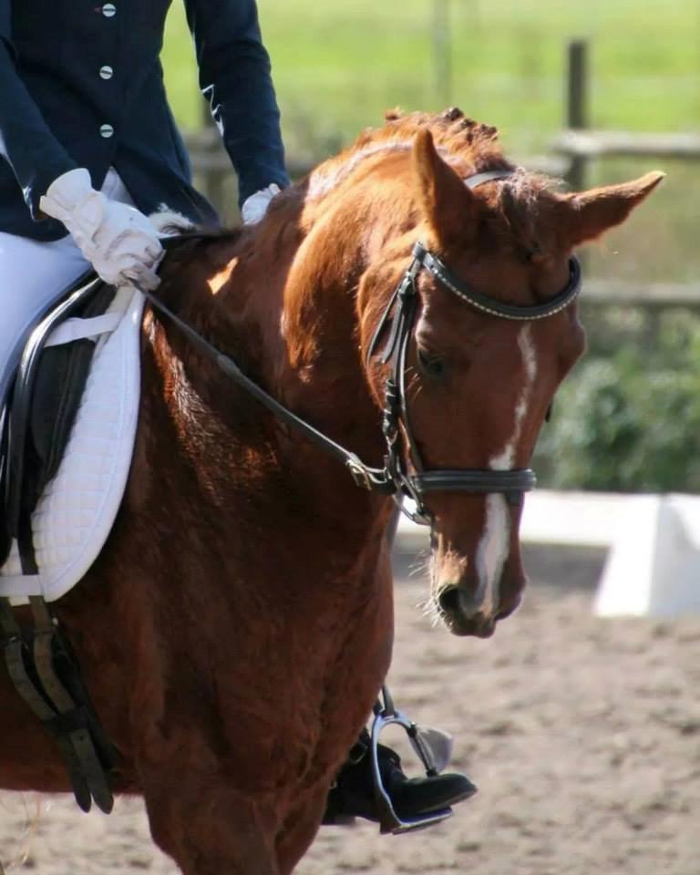 Anden særlig race Diablo - Han er den lækreste <3 billede 1