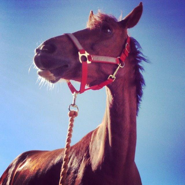 Anden særlig race Diablo billede 17