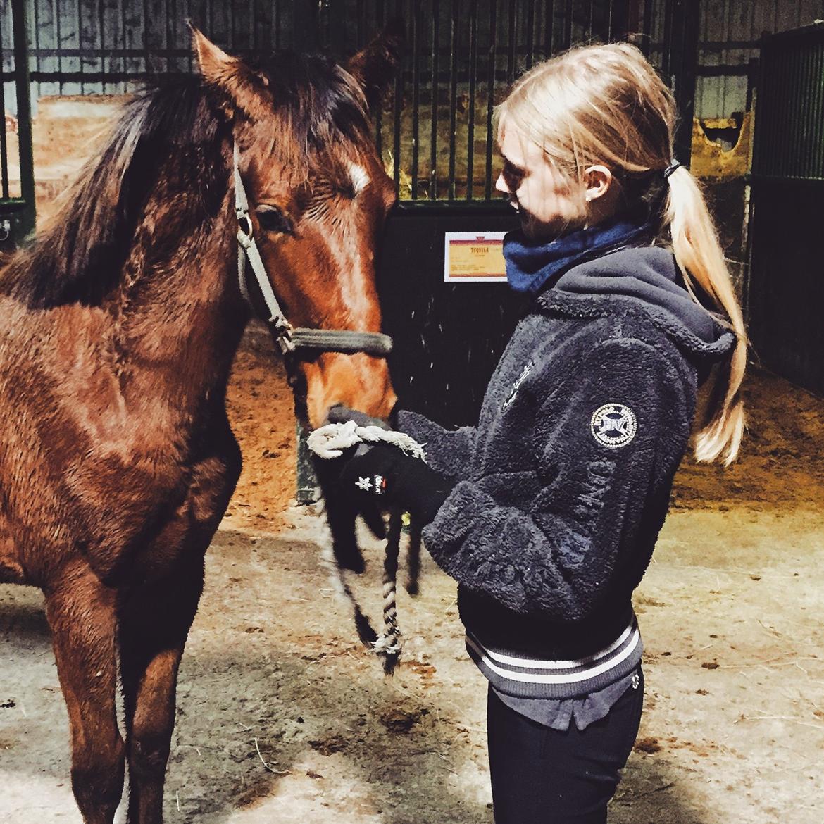 Dansk Varmblod Don Ron'Laccoy billede 2