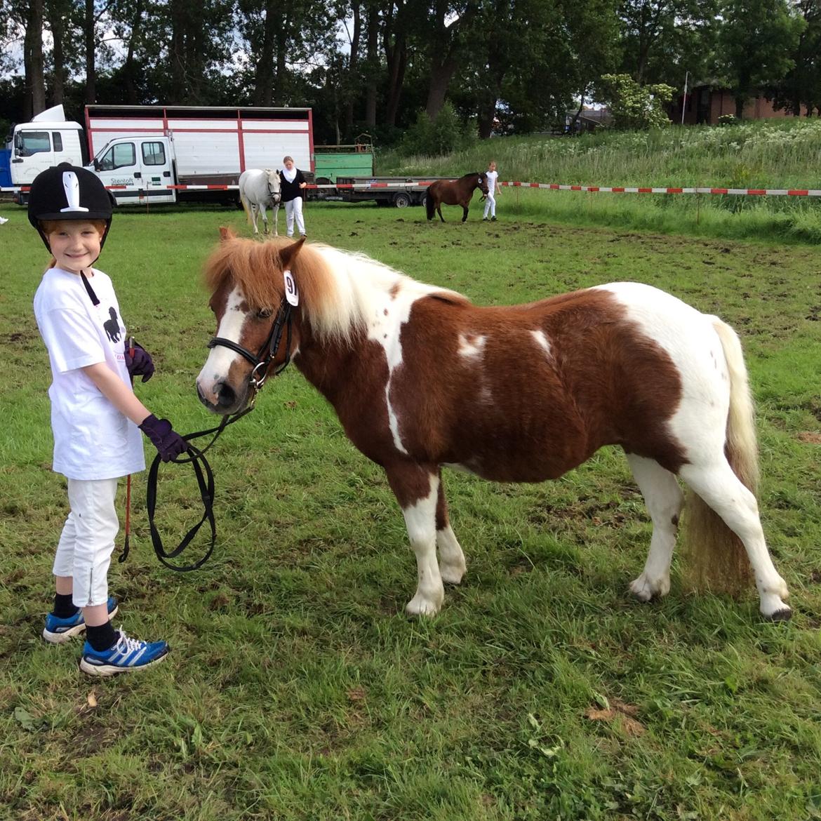 Shetlænder Hedegårdens Emily Rose  - elsker den pony! billede 3