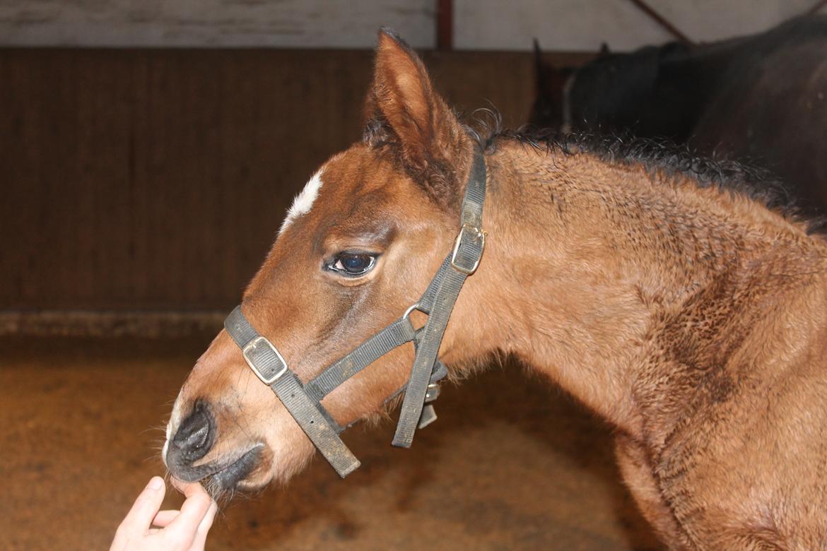 Anden særlig race Nuit d'hiver Felix billede 7