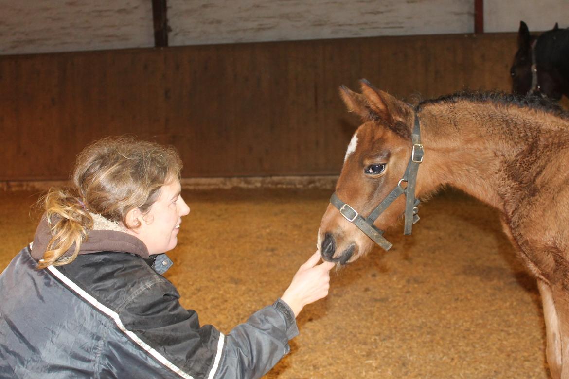 Anden særlig race Nuit d'hiver Felix - Hilser på min fars gamle ejer. billede 8