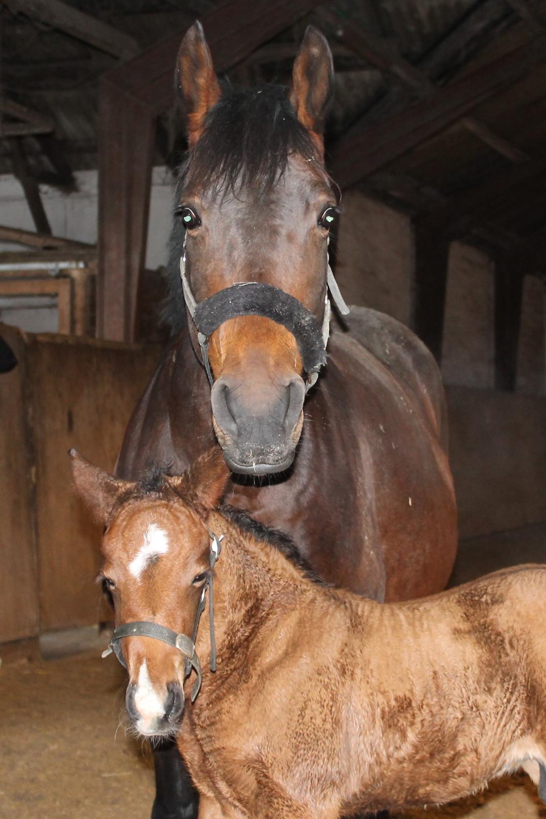 Anden særlig race Nuit d'hiver Felix - Mig og mor billede 11