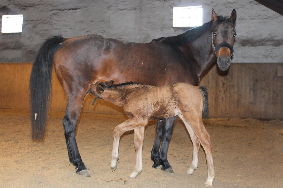 Anden særlig race Nuit d'hiver Felix - Man bliver sulten af alt den opmærksomhed. billede 10