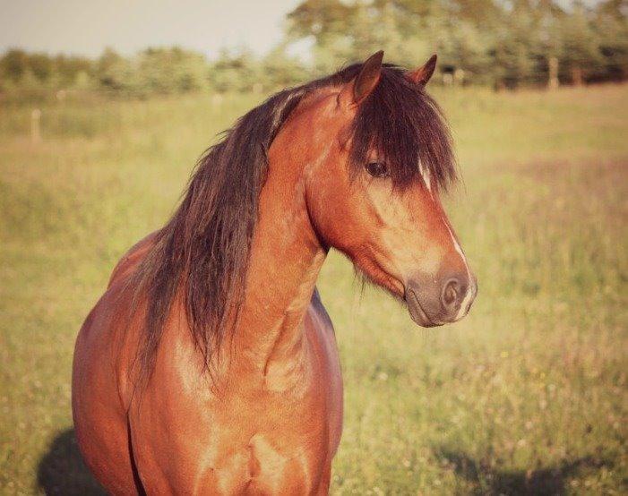 Welsh Pony (sec B) Barnhoeve´s Bernie billede 2