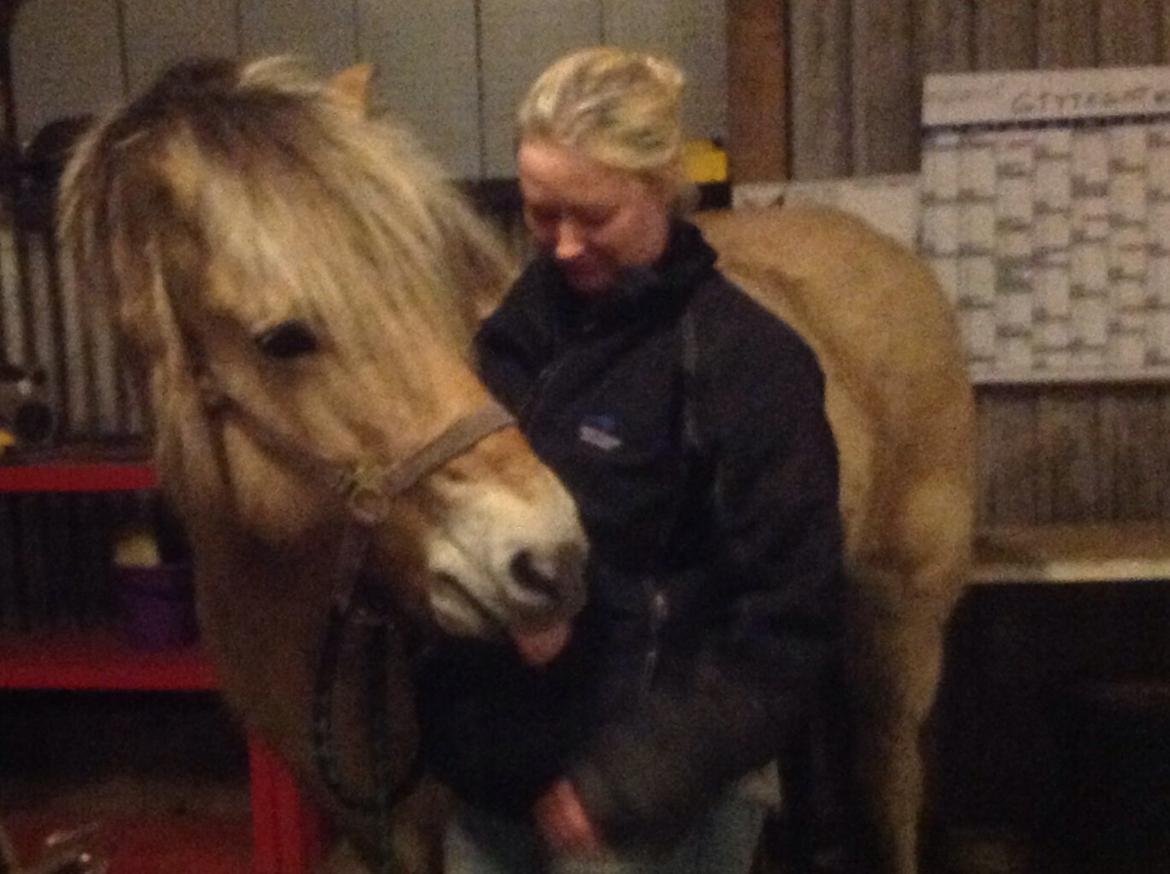 Fjordhest Ronja billede 27