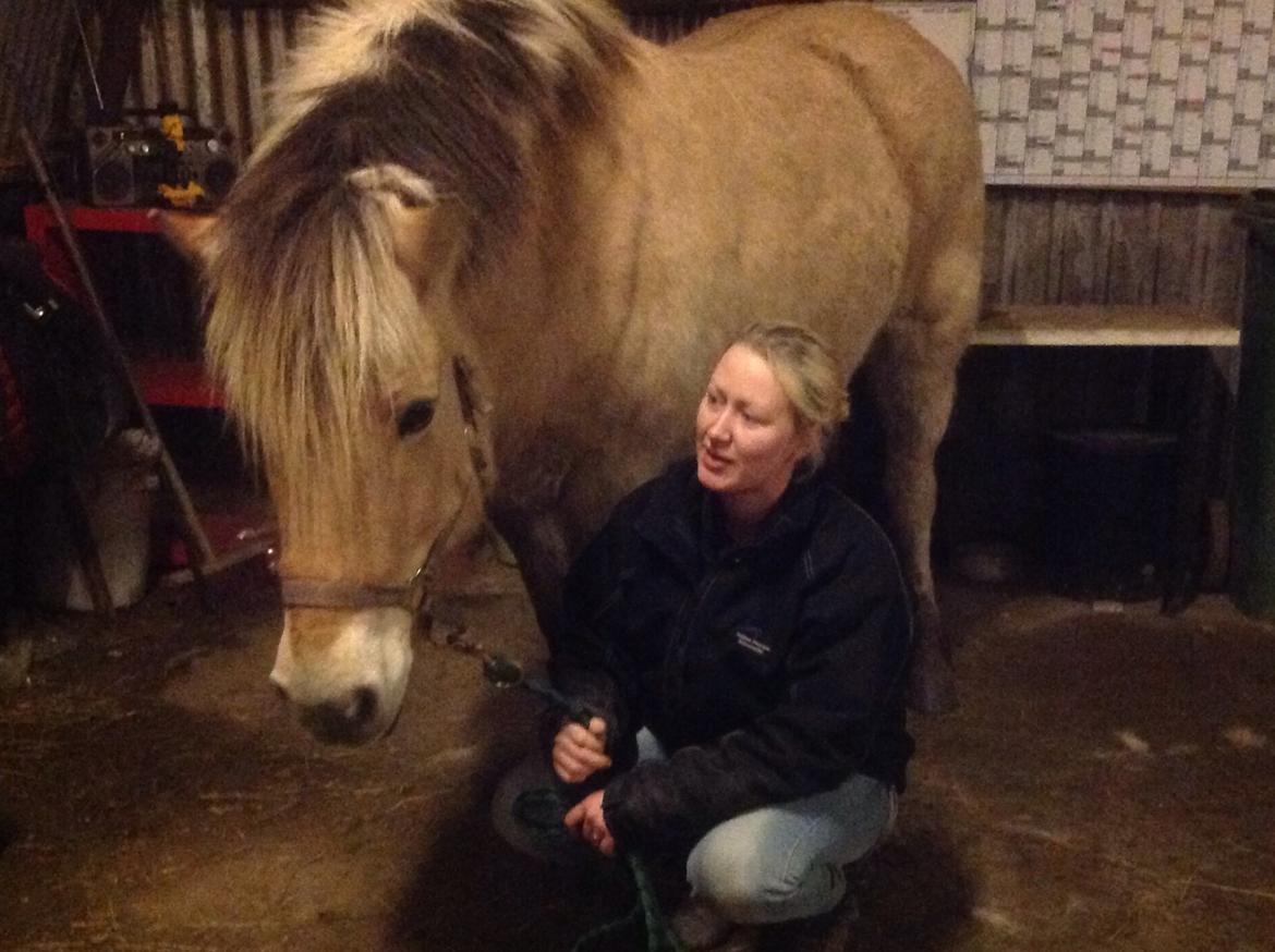 Fjordhest Ronja billede 28