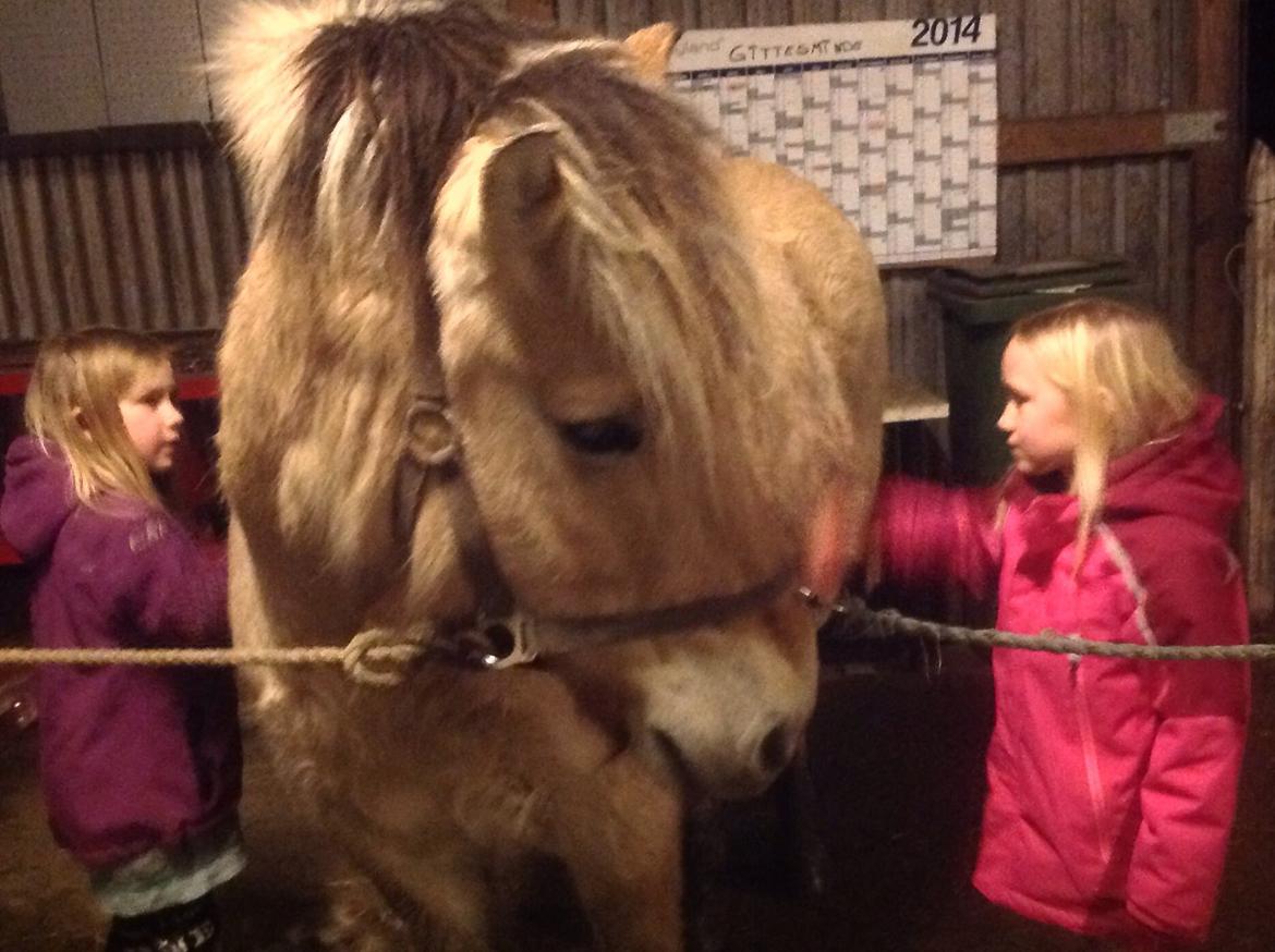 Fjordhest Ronja billede 26