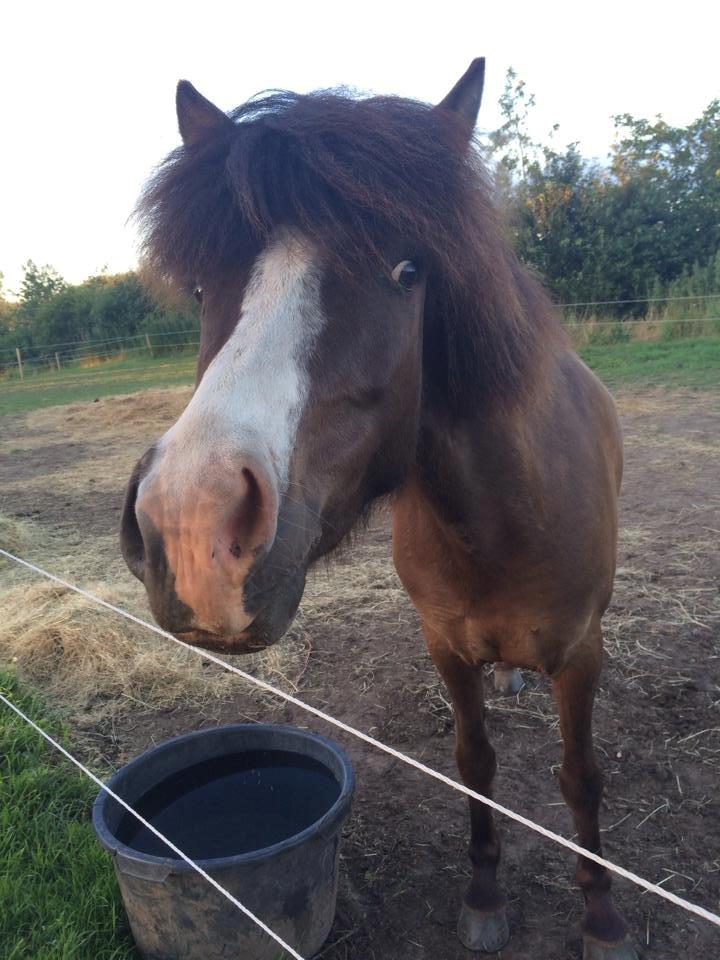 Islænder Gáska fra Aastrup - Got any treats? :) billede 19