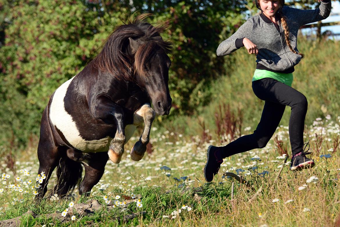 Anden særlig race Bastian - Hop! ♥ August 2014 (taget af Freya) billede 16