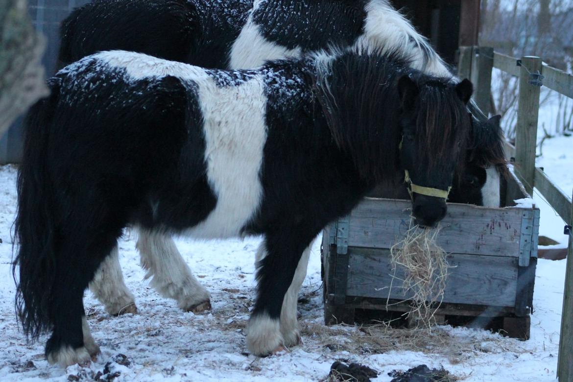 Anden særlig race Bastian - Intet som en pony med sne på ryggen ♥ Februar 2014 (Taget af Freya) billede 5