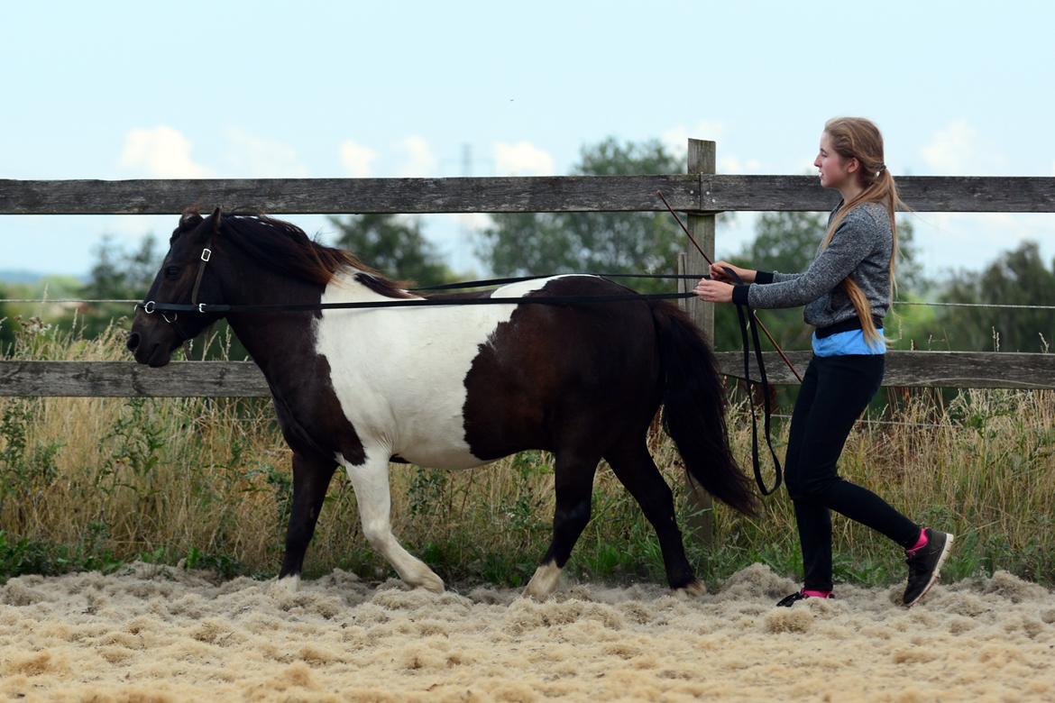 Anden særlig race Bastian - Første gang for lange liner! Undervisning med Maya, på ridelejren ♥ Juli 2014 (taget af Siff) billede 25