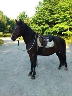 New Forest Freja billede 5