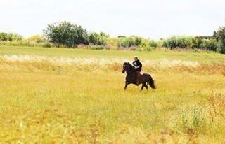 New Forest Freja billede 4