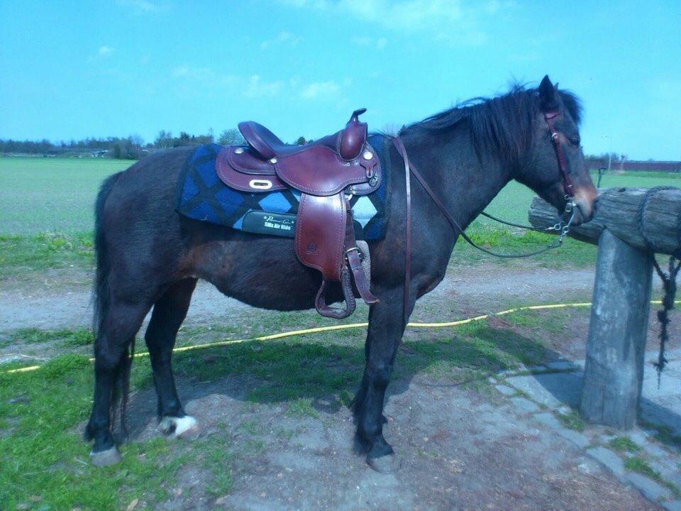 New Forest Freja billede 7