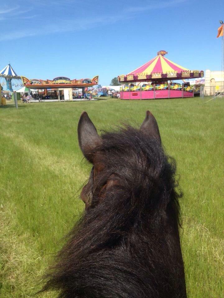 New Forest Freja billede 1