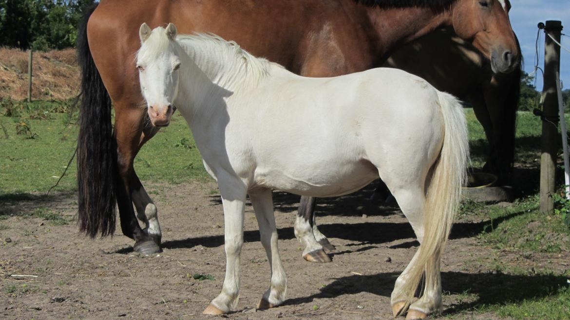 Anden særlig race Perle - Altid glad når jeg kommer<3 - Sommeren 2014 billede 13