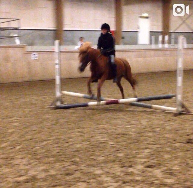 Anden særlig race Melody billede 18