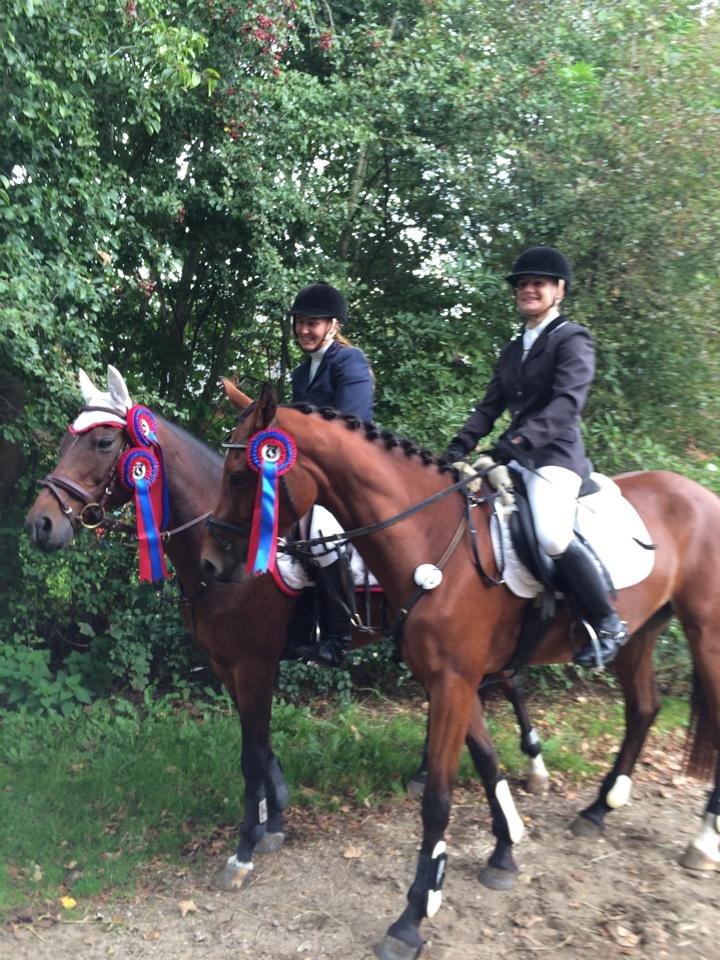 Engelsk Varmblod Hamiltons Heart Of Joy billede 1