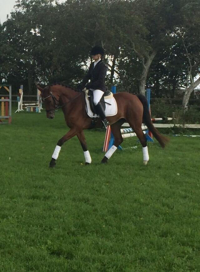 Engelsk Varmblod Hamiltons Heart Of Joy billede 3