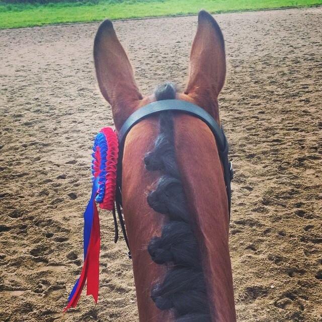 Engelsk Varmblod Hamiltons Heart Of Joy billede 4