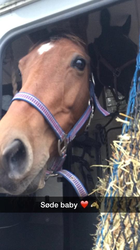 Engelsk Varmblod Hamiltons Heart Of Joy billede 5