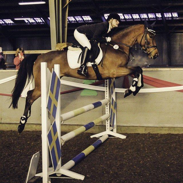 Engelsk Varmblod Hamiltons Heart Of Joy billede 6