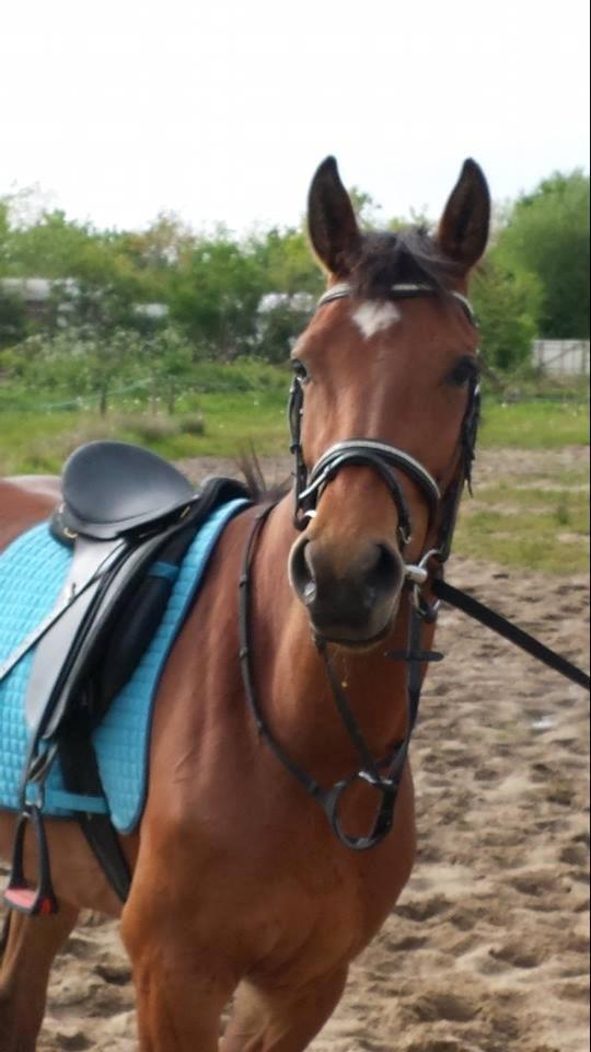 Engelsk Varmblod Hamiltons Heart Of Joy billede 7