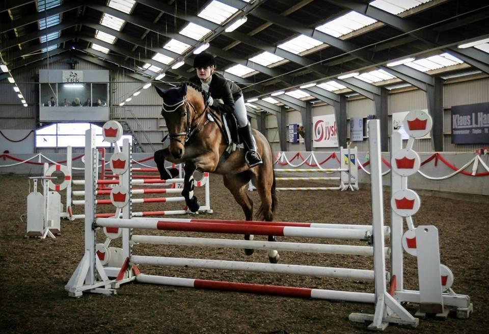 Engelsk Varmblod Hamiltons Heart Of Joy billede 9