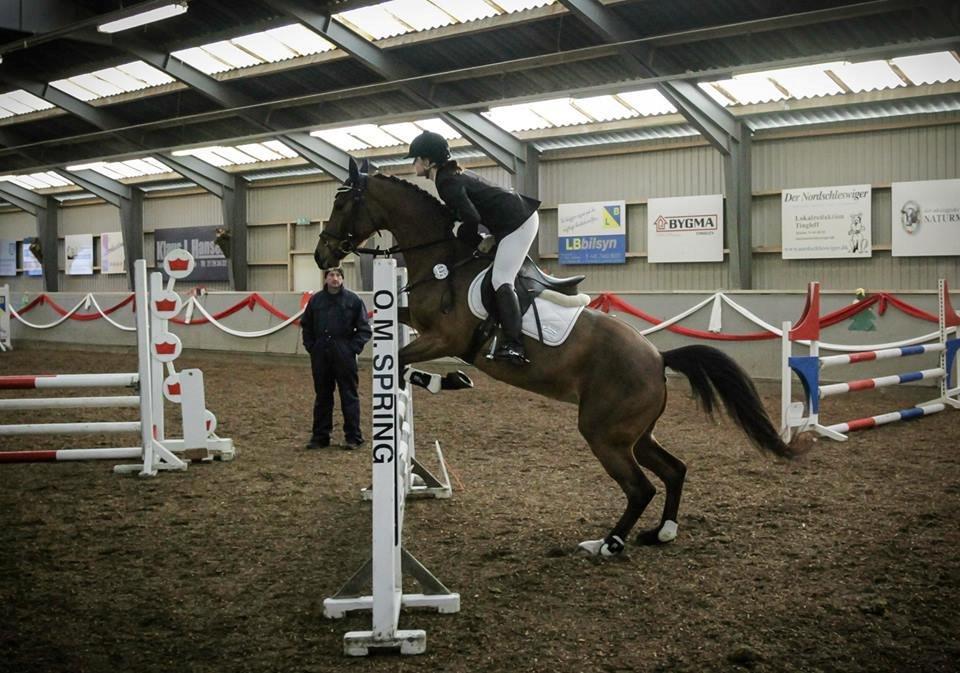 Engelsk Varmblod Hamiltons Heart Of Joy billede 10