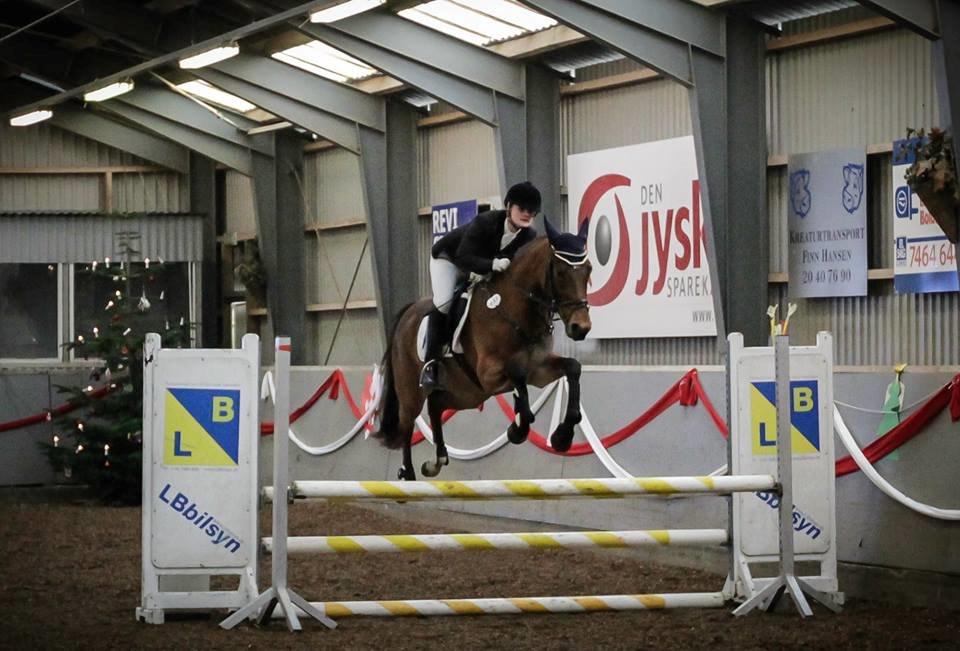 Engelsk Varmblod Hamiltons Heart Of Joy billede 11