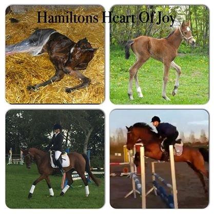 Engelsk Varmblod Hamiltons Heart Of Joy billede 8