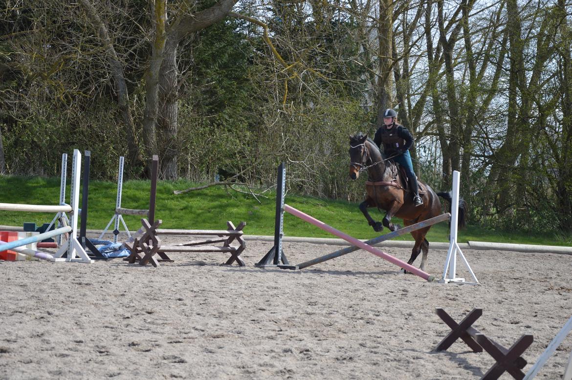 Anden særlig race Kildegårds Kanico billede 25