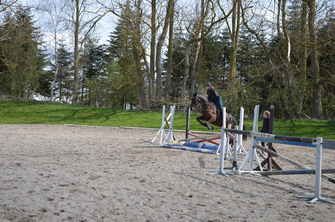 Anden særlig race Kildegårds Kanico billede 23