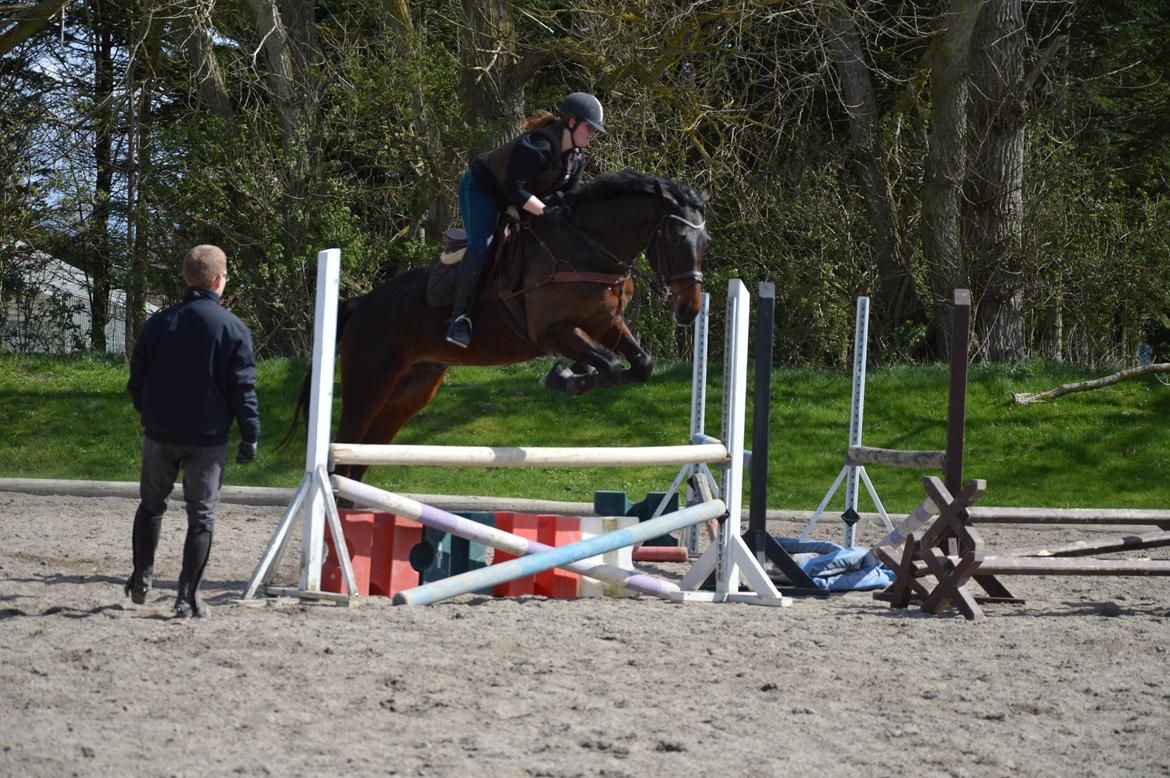 Anden særlig race Kildegårds Kanico billede 28