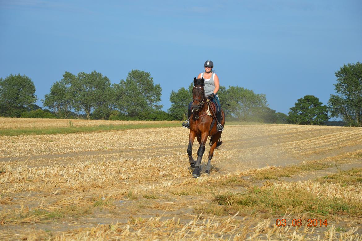 Anden særlig race Kildegårds Kanico billede 6