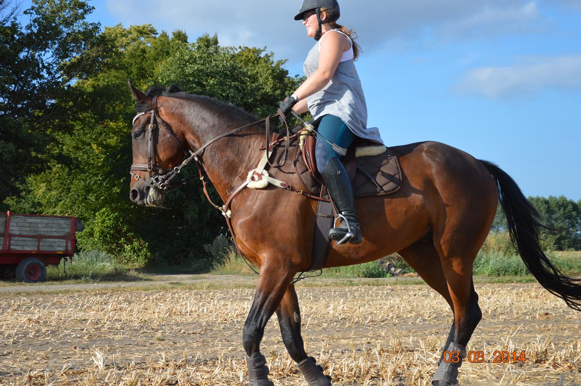 Anden særlig race Kildegårds Kanico billede 29