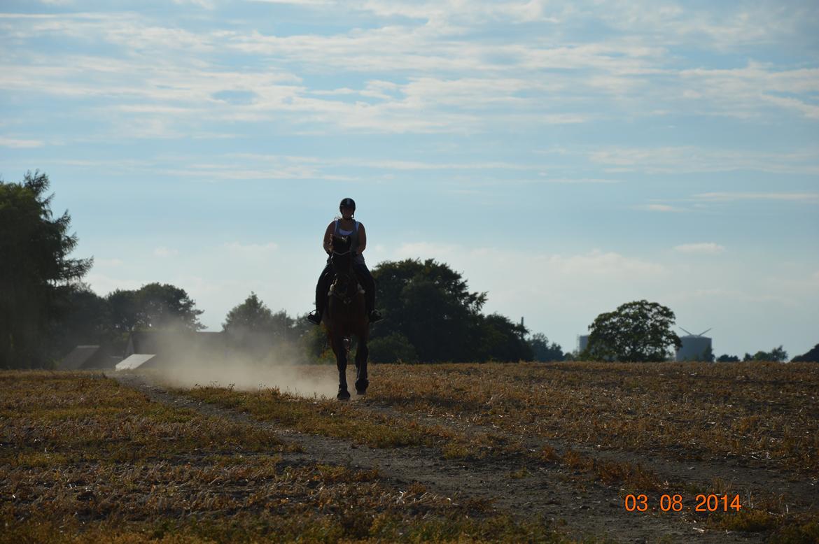 Anden særlig race Kildegårds Kanico billede 30