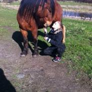 Anden særlig race labello