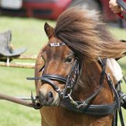 Shetlænder Bølle Bob
