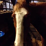 Anden særlig race Paloma