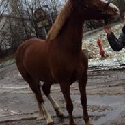 Anden særlig race Paloma