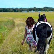 Tobiano Friesian ~Bentley~ af Bølå