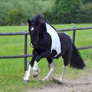 Tobiano Friesian ~Bentley~ af Bølå