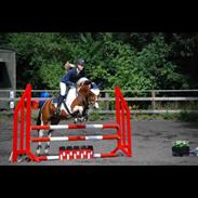 Pinto Brogårdens Midtnight