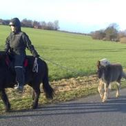 Islænder Skinnfaxi fra Hollevej