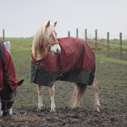 Tyroler Haflinger Hoya Af Elghuset