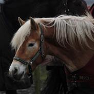 Tyroler Haflinger Hoya Af Elghuset